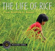 Contribute to life at rice essay